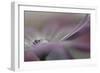 5520_Soft-Heidi Westum-Framed Photographic Print