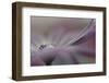 5520_Soft-Heidi Westum-Framed Photographic Print