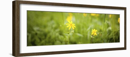 553-Dan Ballard-Framed Photographic Print