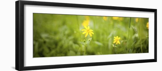 553-Dan Ballard-Framed Photographic Print