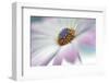 5761_Blooming-Heidi Westum-Framed Photographic Print