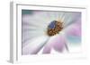 5761_Blooming-Heidi Westum-Framed Photographic Print