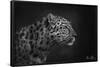 5FishCreative - Leopard Portrait-Trends International-Framed Poster