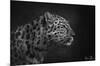 5FishCreative - Leopard Portrait-Trends International-Mounted Poster