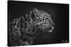 5FishCreative - Leopard Portrait-Trends International-Stretched Canvas