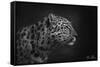 5FishCreative - Leopard Portrait-Trends International-Framed Stretched Canvas