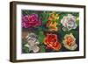 6 Flowers-Howie Green-Framed Giclee Print