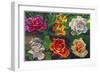 6 Flowers-Howie Green-Framed Giclee Print