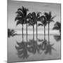 6 Palmeras-Moises Levy-Mounted Premium Photographic Print