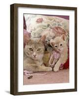 6-Week, Blue and Cream Kittens with Lilac Tortoiseshell Mother, Playing in Sewing Basket-Jane Burton-Framed Photographic Print