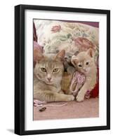 6-Week, Blue and Cream Kittens with Lilac Tortoiseshell Mother, Playing in Sewing Basket-Jane Burton-Framed Photographic Print