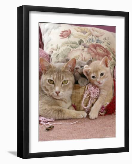 6-Week, Blue and Cream Kittens with Lilac Tortoiseshell Mother, Playing in Sewing Basket-Jane Burton-Framed Photographic Print