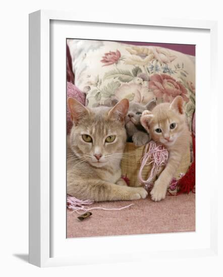 6-Week, Blue and Cream Kittens with Lilac Tortoiseshell Mother, Playing in Sewing Basket-Jane Burton-Framed Photographic Print