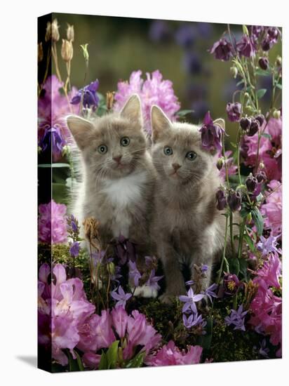 6-Week, Blue-And-White Female and Blue Male Kittens, Among Purple Columbines and Rhododendrons-Jane Burton-Stretched Canvas