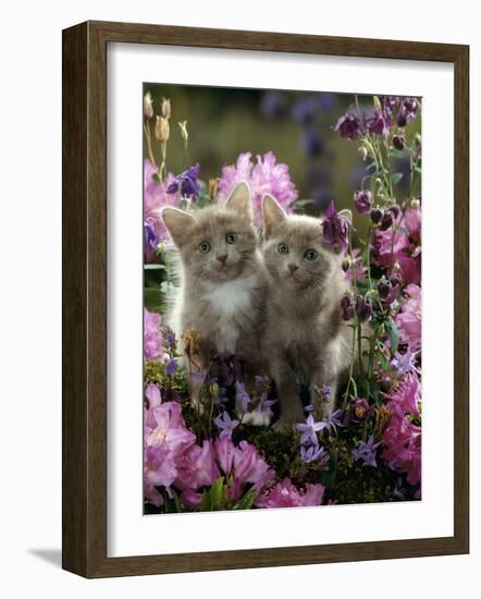 6-Week, Blue-And-White Female and Blue Male Kittens, Among Purple Columbines and Rhododendrons-Jane Burton-Framed Photographic Print