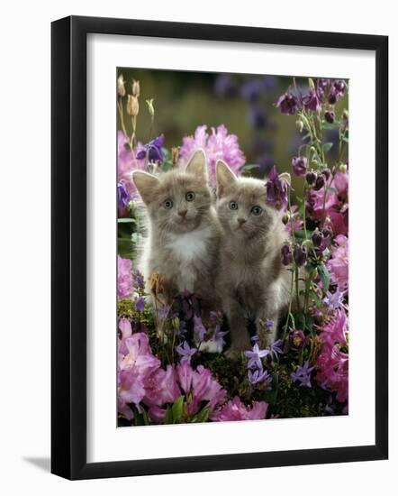 6-Week, Blue-And-White Female and Blue Male Kittens, Among Purple Columbines and Rhododendrons-Jane Burton-Framed Photographic Print