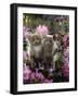 6-Week, Blue-And-White Female and Blue Male Kittens, Among Purple Columbines and Rhododendrons-Jane Burton-Framed Photographic Print