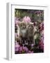 6-Week, Blue-And-White Female and Blue Male Kittens, Among Purple Columbines and Rhododendrons-Jane Burton-Framed Photographic Print