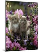 6-Week, Blue-And-White Female and Blue Male Kittens, Among Purple Columbines and Rhododendrons-Jane Burton-Mounted Photographic Print