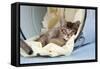 6 Week Old Somali Cross Asian Kitten in Bucket-null-Framed Stretched Canvas