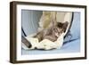 6 Week Old Somali Cross Asian Kitten in Bucket-null-Framed Photographic Print