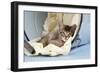 6 Week Old Somali Cross Asian Kitten in Bucket-null-Framed Photographic Print