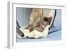 6 Week Old Somali Cross Asian Kitten in Bucket-null-Framed Photographic Print