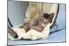 6 Week Old Somali Cross Asian Kitten in Bucket-null-Mounted Photographic Print