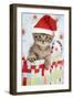 6 Week Old Somali Cross Asian Kitten-null-Framed Photographic Print