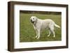 6 year old English Yellow Labrador, Murphy, standing in a park after some active play time.-Janet Horton-Framed Photographic Print