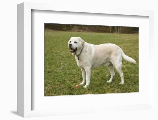 6 year old English Yellow Labrador, Murphy, standing in a park after some active play time.-Janet Horton-Framed Photographic Print