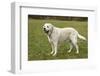 6 year old English Yellow Labrador, Murphy, standing in a park after some active play time.-Janet Horton-Framed Photographic Print