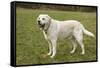 6 year old English Yellow Labrador, Murphy, standing in a park after some active play time.-Janet Horton-Framed Stretched Canvas