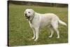 6 year old English Yellow Labrador, Murphy, standing in a park after some active play time.-Janet Horton-Stretched Canvas