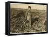 6 Year Old Jo Pulling Sugar Beets on a Farm Near Sterling, Colorado, 1915-Lewis Wickes Hine-Framed Stretched Canvas