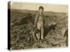 6 Year Old Jo Pulling Sugar Beets on a Farm Near Sterling, Colorado, 1915-Lewis Wickes Hine-Stretched Canvas