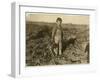 6 Year Old Jo Pulling Sugar Beets on a Farm Near Sterling, Colorado, 1915-Lewis Wickes Hine-Framed Giclee Print