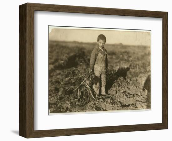 6 Year Old Jo Pulling Sugar Beets on a Farm Near Sterling, Colorado, 1915-Lewis Wickes Hine-Framed Giclee Print