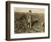 6 Year Old Jo Pulling Sugar Beets on a Farm Near Sterling, Colorado, 1915-Lewis Wickes Hine-Framed Giclee Print