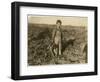 6 Year Old Jo Pulling Sugar Beets on a Farm Near Sterling, Colorado, 1915-Lewis Wickes Hine-Framed Giclee Print