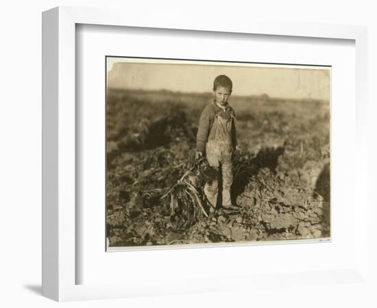 6 Year Old Jo Pulling Sugar Beets on a Farm Near Sterling, Colorado, 1915-Lewis Wickes Hine-Framed Giclee Print