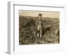 6 Year Old Jo Pulling Sugar Beets on a Farm Near Sterling, Colorado, 1915-Lewis Wickes Hine-Framed Giclee Print