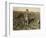 6 Year Old Jo Pulling Sugar Beets on a Farm Near Sterling, Colorado, 1915-Lewis Wickes Hine-Framed Giclee Print