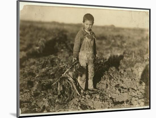 6 Year Old Jo Pulling Sugar Beets on a Farm Near Sterling, Colorado, 1915-Lewis Wickes Hine-Mounted Giclee Print