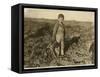 6 Year Old Jo Pulling Sugar Beets on a Farm Near Sterling, Colorado, 1915-Lewis Wickes Hine-Framed Stretched Canvas