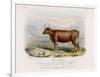 6-Year Old Kerry Cow Owned by the Earl of Clare-Nicholson & Shields-Framed Art Print