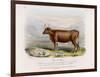 6-Year Old Kerry Cow Owned by the Earl of Clare-Nicholson & Shields-Framed Art Print