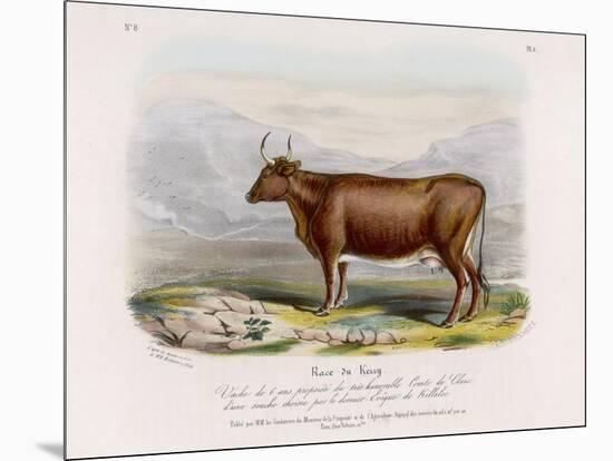 6-Year Old Kerry Cow Owned by the Earl of Clare-Nicholson & Shields-Mounted Art Print