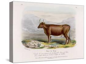 6-Year Old Kerry Cow Owned by the Earl of Clare-Nicholson & Shields-Stretched Canvas