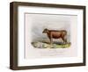 6-Year Old Kerry Cow Owned by the Earl of Clare-Nicholson & Shields-Framed Art Print